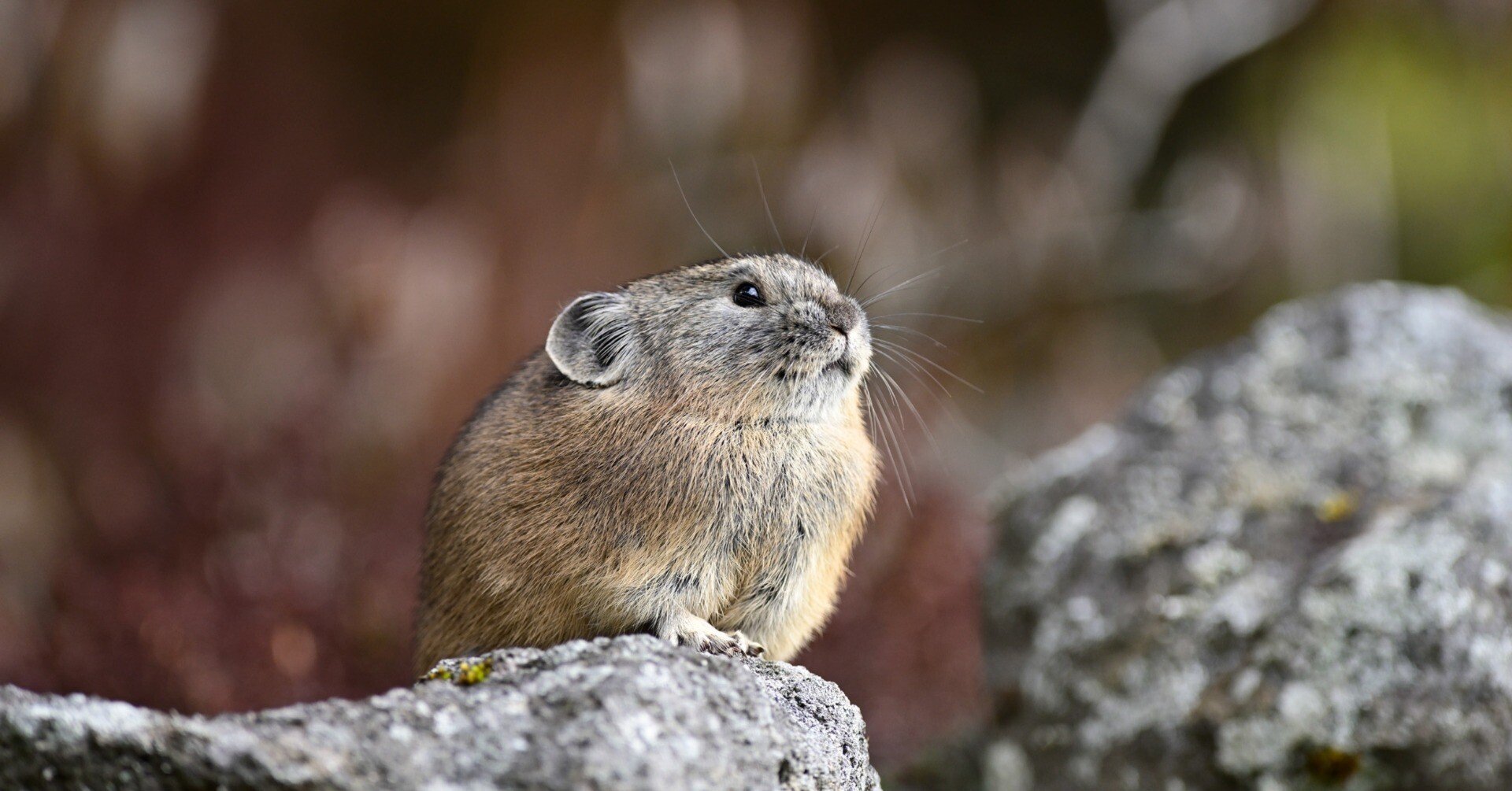 北海道の鳴きウサギの木彫り