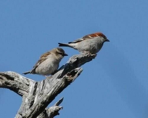 スズメ ZX9 全6色 インナーシールド付フルフェイスヘルメット SG/PSC付 眼鏡