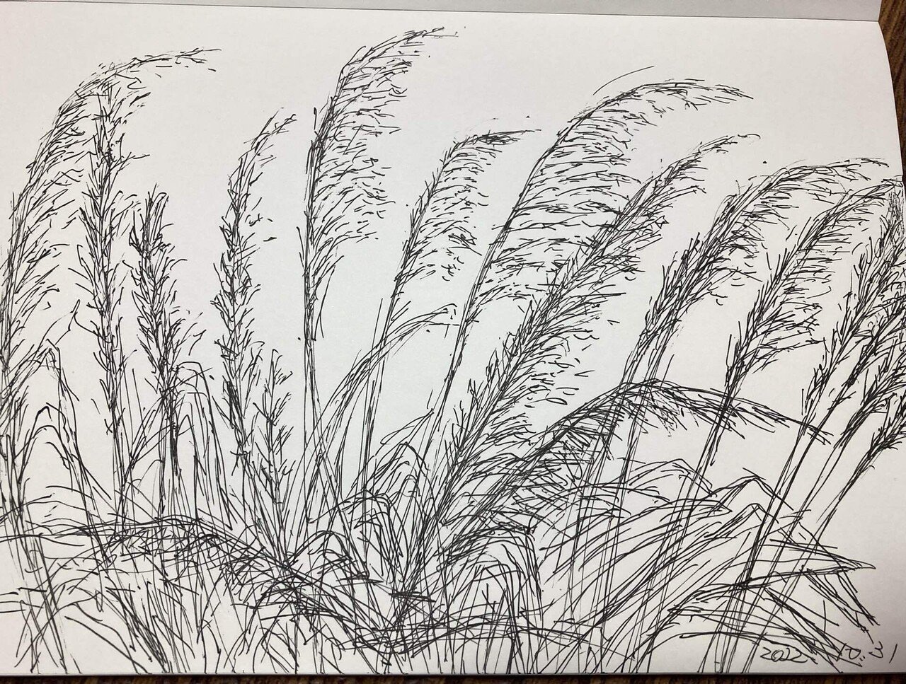 １０月３１日オーラスですね 描きたてイラスト 笑デッサン 風ススキです 見えるのかな 白黒です これ描きたくて朝からふんわりこれに描こb5スケッチ見ながら白菜や椎茸切ったり謎行動さてと散歩してき まあずママ Note