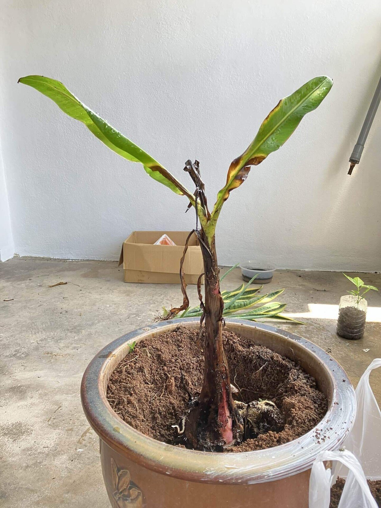 バナナの苗を3本もらったので植えてみた！｜まめ@旅する繊細さん