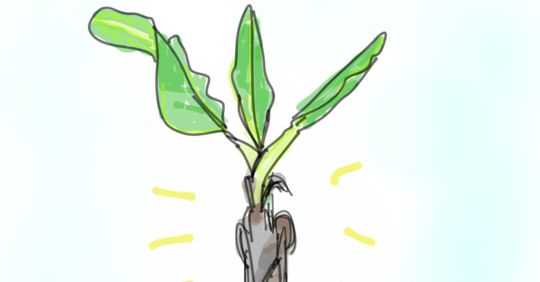 バナナの苗を3本もらったので植えてみた！｜まめ@旅する繊細さん