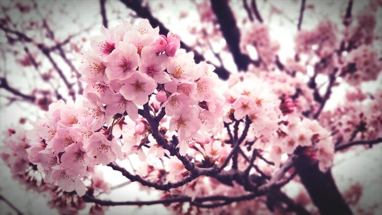 桜並木の一角