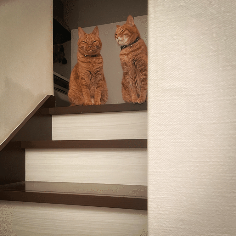 歯を磨いて部屋へ戻る途中の階段です。見上げると猫がこのとおり、iPnoneを取り出し写真をカシャ。この時ママはまだ下にいたのでおりていって写真を見せると一言「うちの猫ならびがち」って。確かにボクチビあるある。