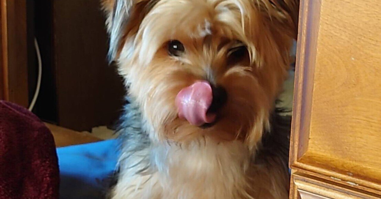 犬が鳴き声で表す気持ち ライリー Note