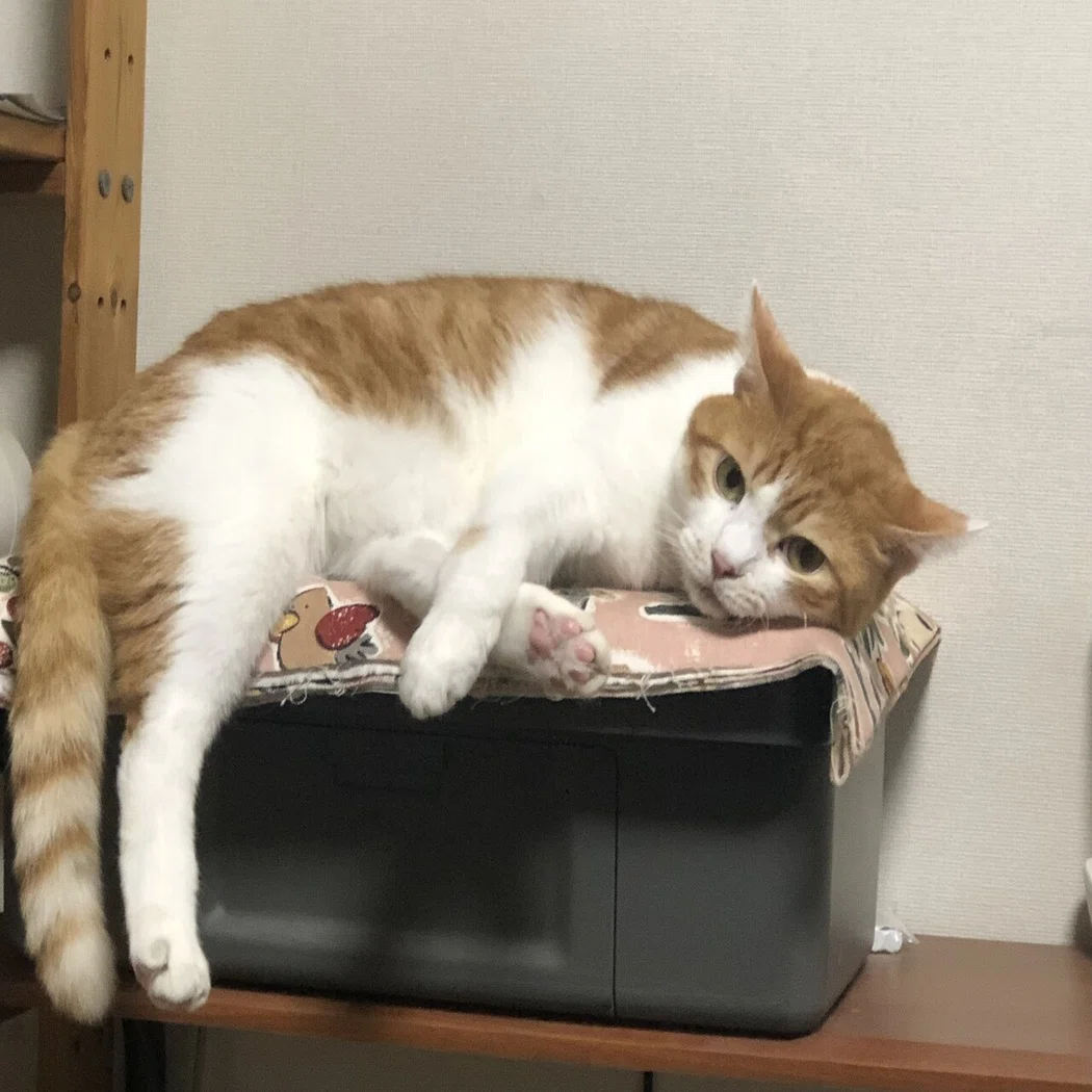 Youtubeを参考に猫の抜け毛問題を解決 祐希 Note