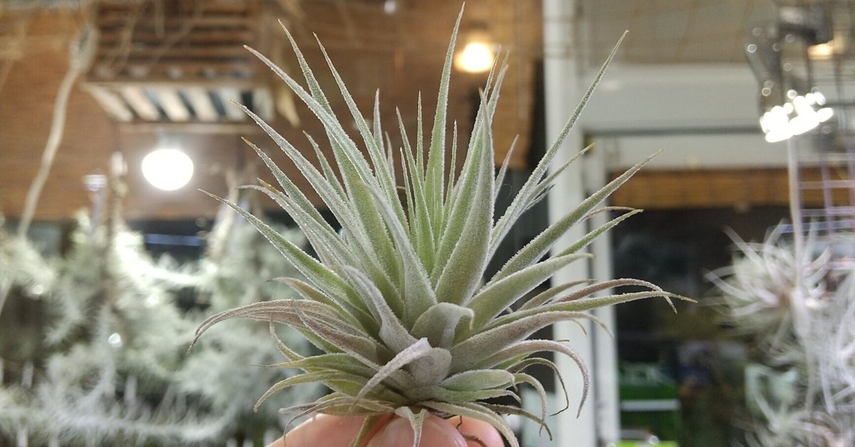 世界を買える 海外ブランド ルシール大株(エアプランツ/ティランジア/チランジア/tillandsia ブロメリア・エアープランツ