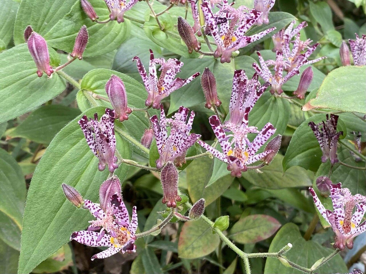 草花 四季の山野草（ミヤマハンショウヅル）
