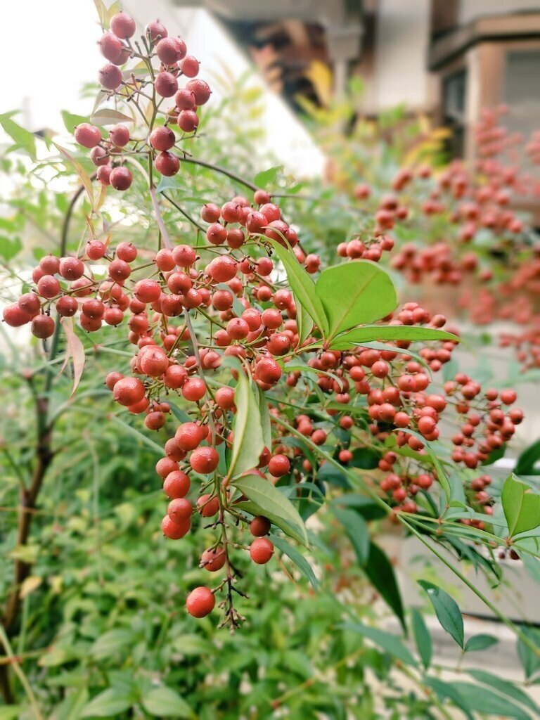 よく晴れています 陽射しは やや暑いぐらい 庭の南天の実が 艶やかに 色づきました おは戦os 花言葉 南天の花言葉 私の愛は増すばかり トリコ 花言葉研究家 Note