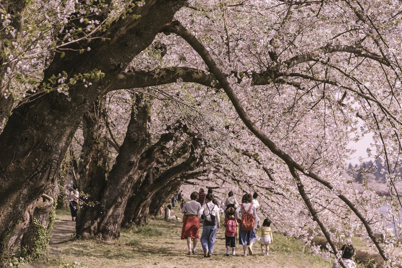 角館の桜トンネル
