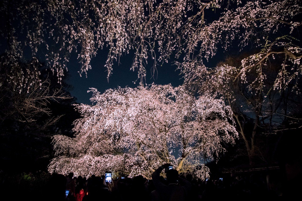 六義園の夜桜ライトアップ