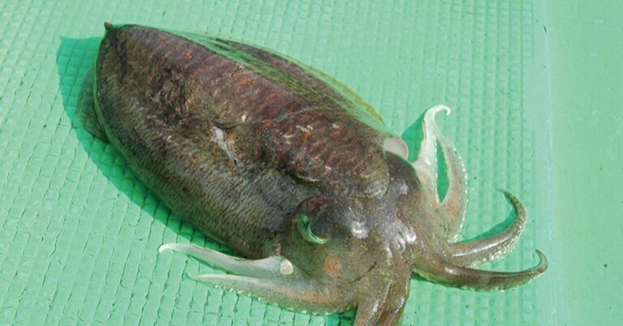 東京湾はスミイカのメッカだった ヤマト釣り研究所 Note