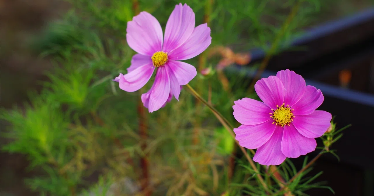 散歩写真20221030｜tomitomi_otomi