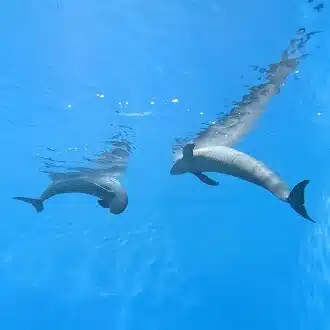 たぬぽん┃衣川凌太
