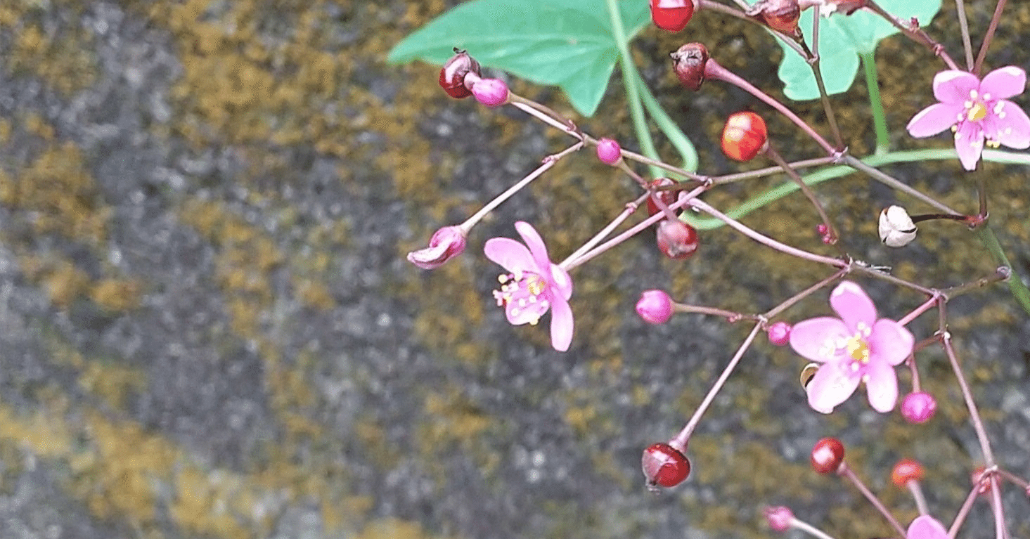 2025年最新】香蘭社 食器の人気アイテム - メルカリ 香蘭社 四方割鉄線