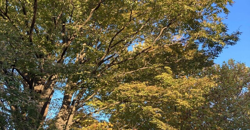 私はピアノ の新着タグ記事一覧 Note つくる つながる とどける