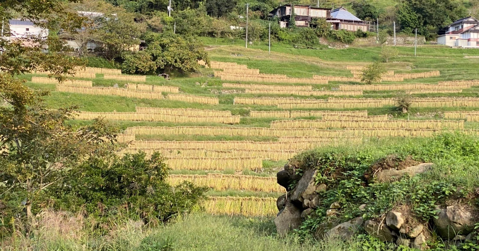闘う田舎暮らし。棚田の稲刈り編〜岡山県美作市上山の千枚田。｜風街