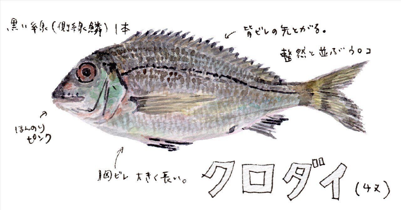 三浦半島釣り魚図鑑 39 クロダイ チヌ さんぽ絵ずし Note 三浦半島釣り魚図鑑 39 クロダイ チヌ さんぽ絵ずし Note