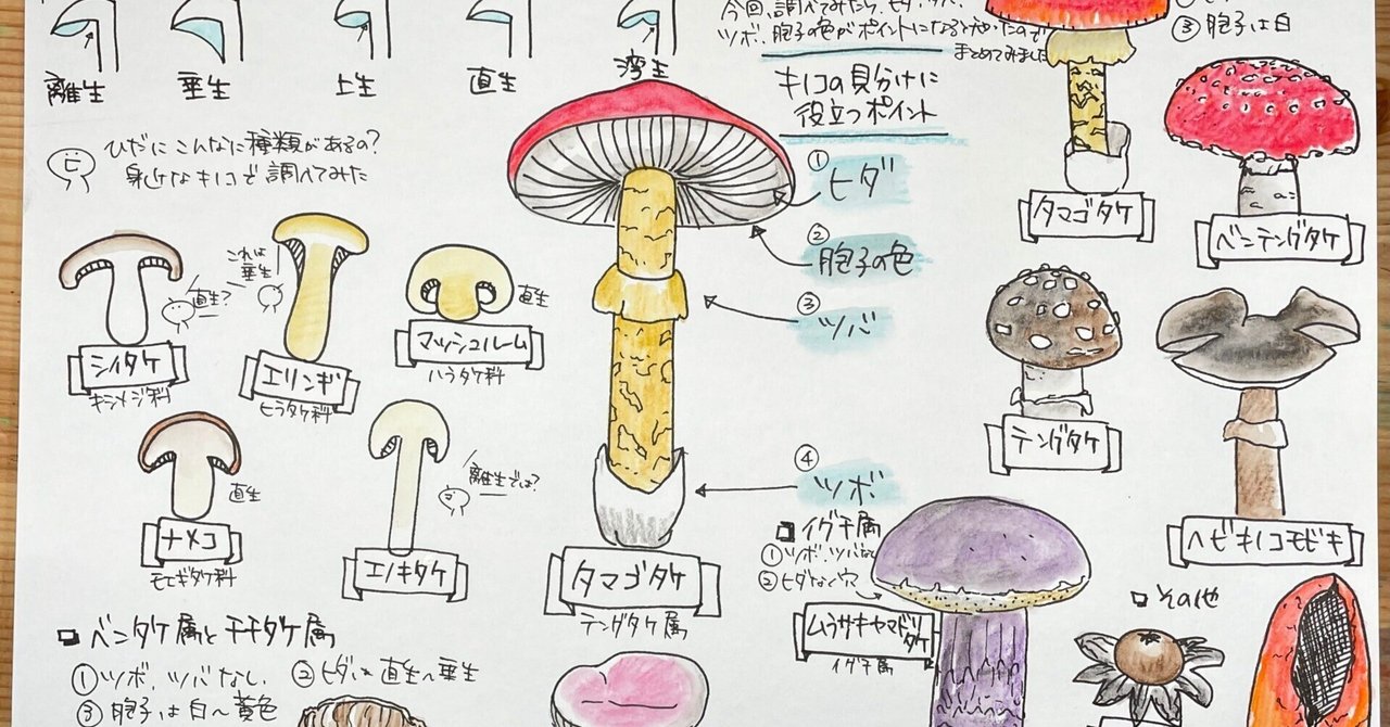 きのこさまご確認用⚘.*˚ きのこさまご確認用⚘.*˚