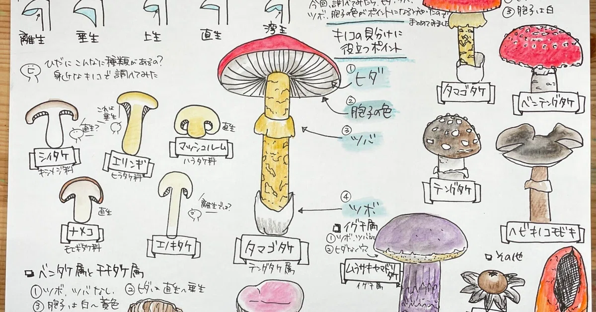 手づくり図鑑（きのこの見分けに役立つポイント）｜くますけ｜自然 