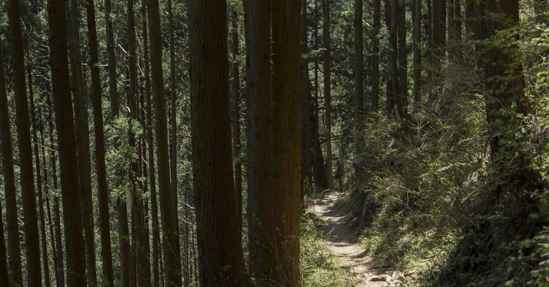 青木ヶ原樹海に音楽 椿 tsubaki note