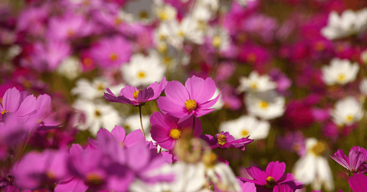 花言葉 コスモス Yuu Journal Note