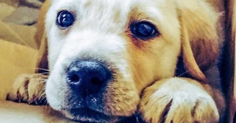 犬のしつけじゃないんだからそんなに怒るなよ こといゆう Note