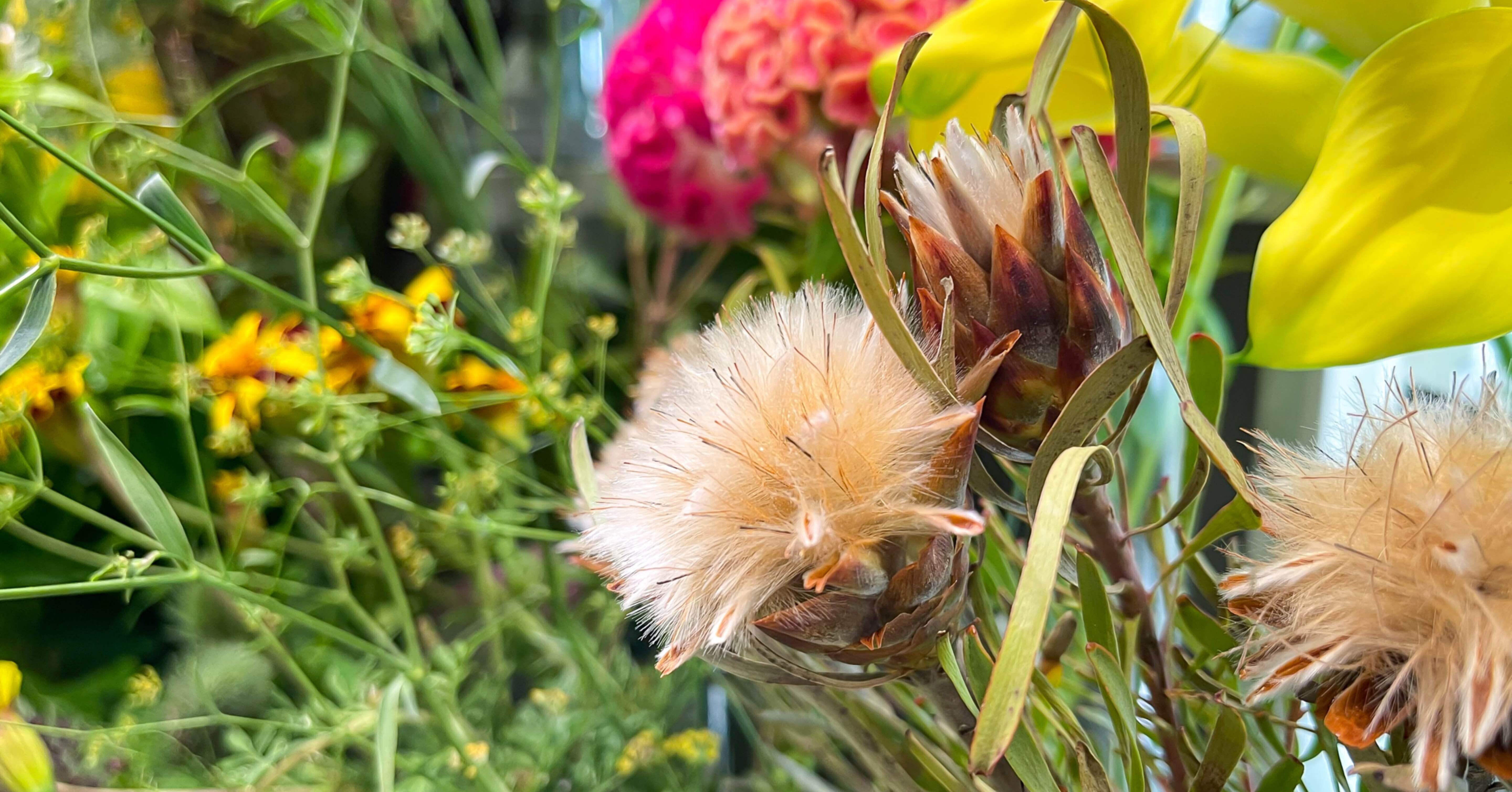 クリスマスにオススメ！リューカデンドロン！！｜D.STYLE