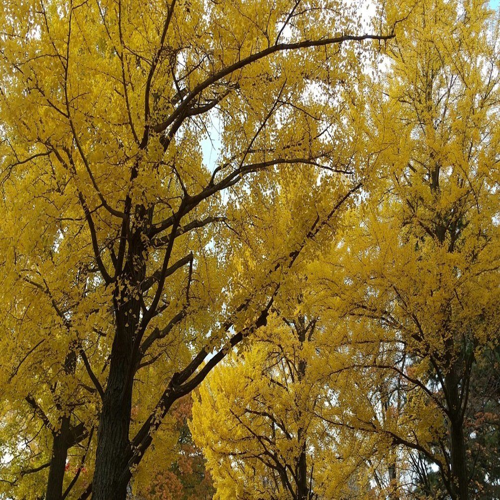 銀杏並木とこの国の将来 Rucion Note