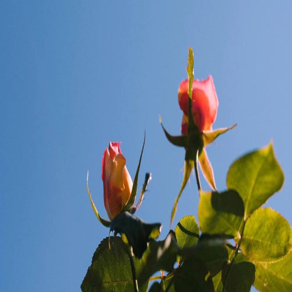 写真日記】オールドレンズから覗く景色は薔薇色｜fumi