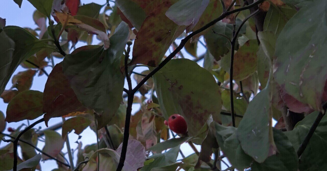 私の 美 21 秋 赤い実のなる木 Raita Nakashima 中嶋雷太 Note