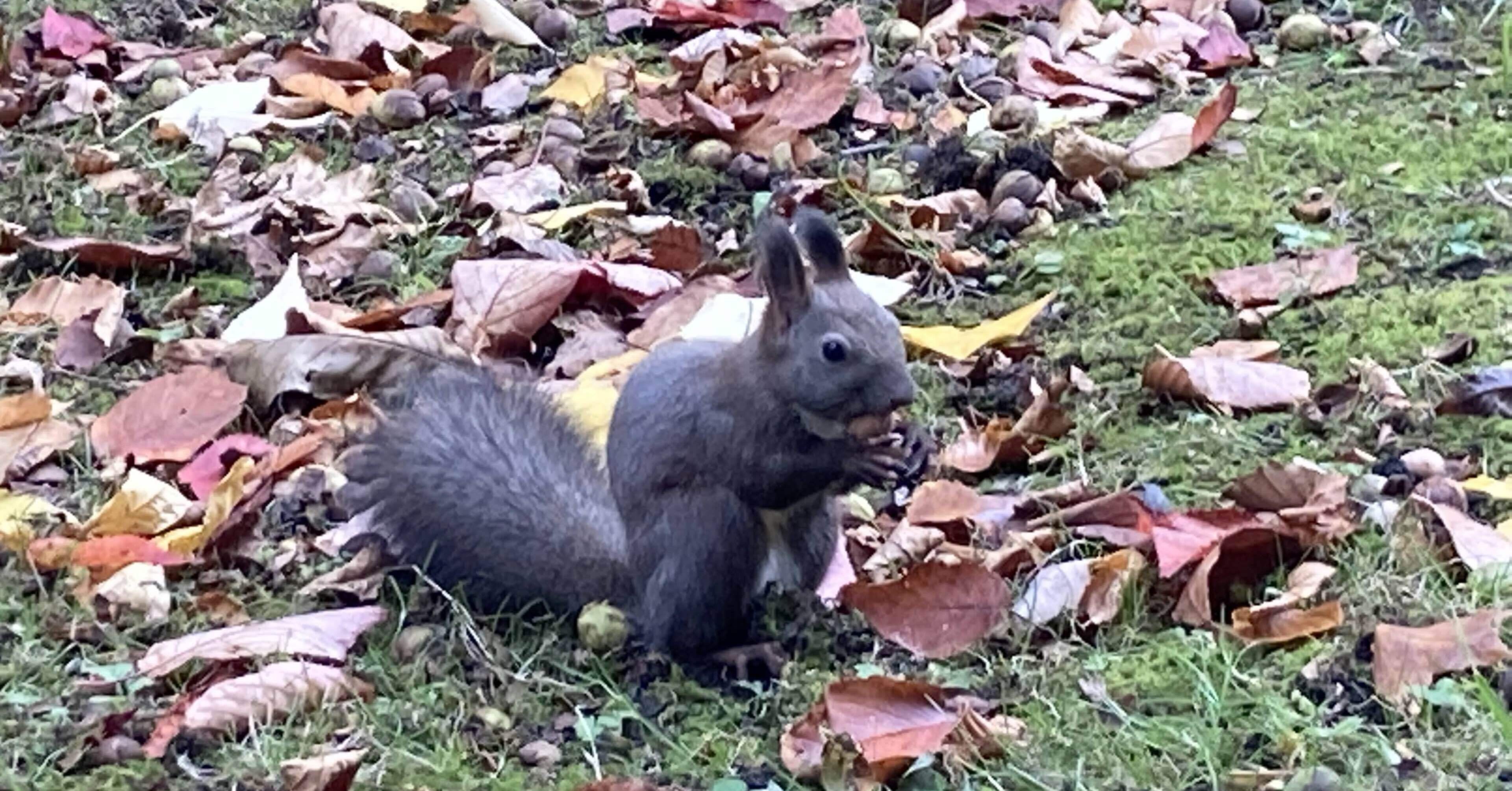 2022年11月 札幌ひとり旅2 北海道大学植物園｜いりの
