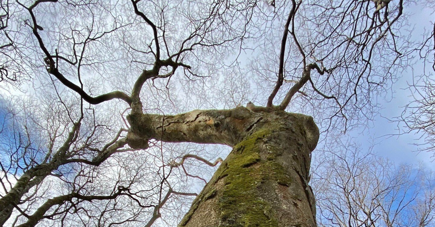 希望の象徴！幸運木【森からやって来た天然野生のもみの木さん＊樅の木】今年3年生！ 森歩きの楽しみ｜日本花卉文化株式会社