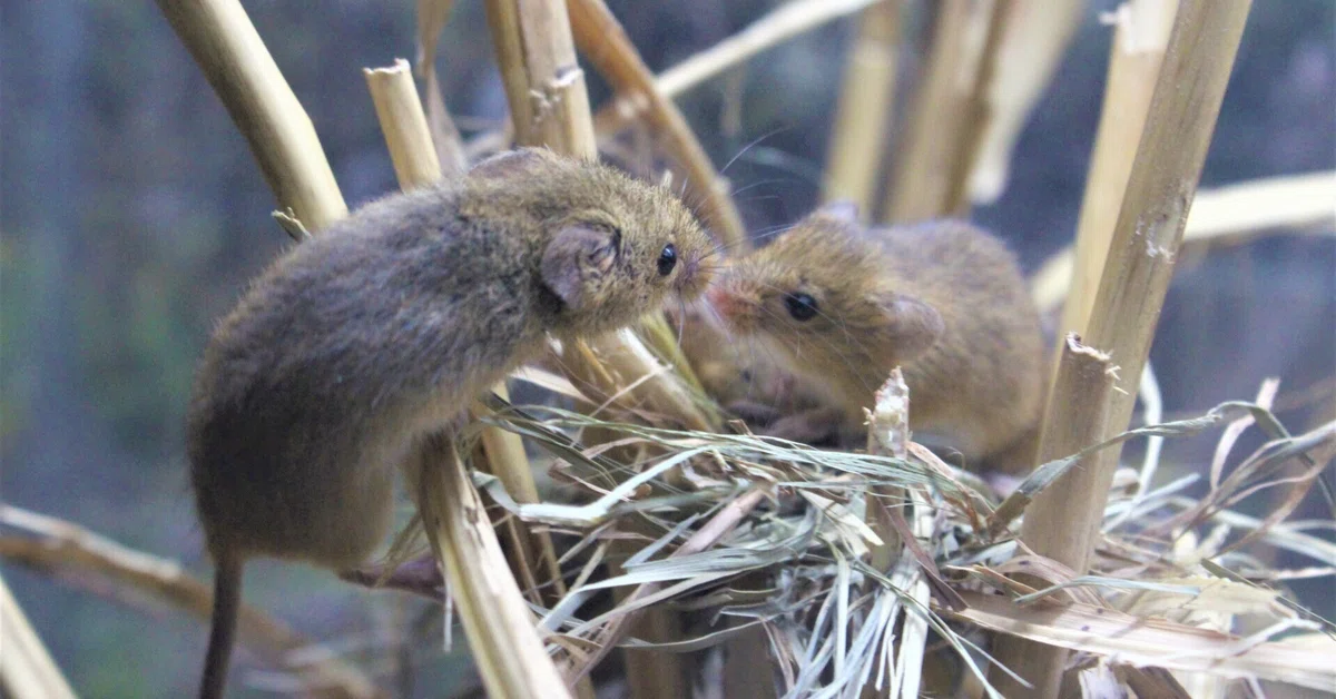 【激レア動画必見】カヤネズミ大特集｜仙台うみの杜水族館
