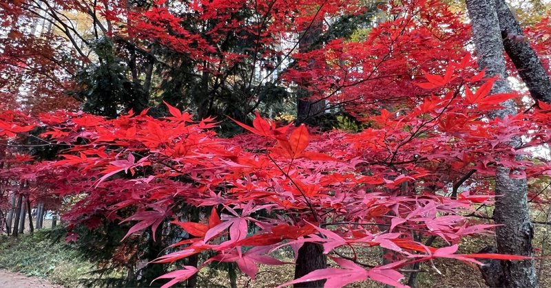 富士山パンケーキと河口湖総合公園の紅葉