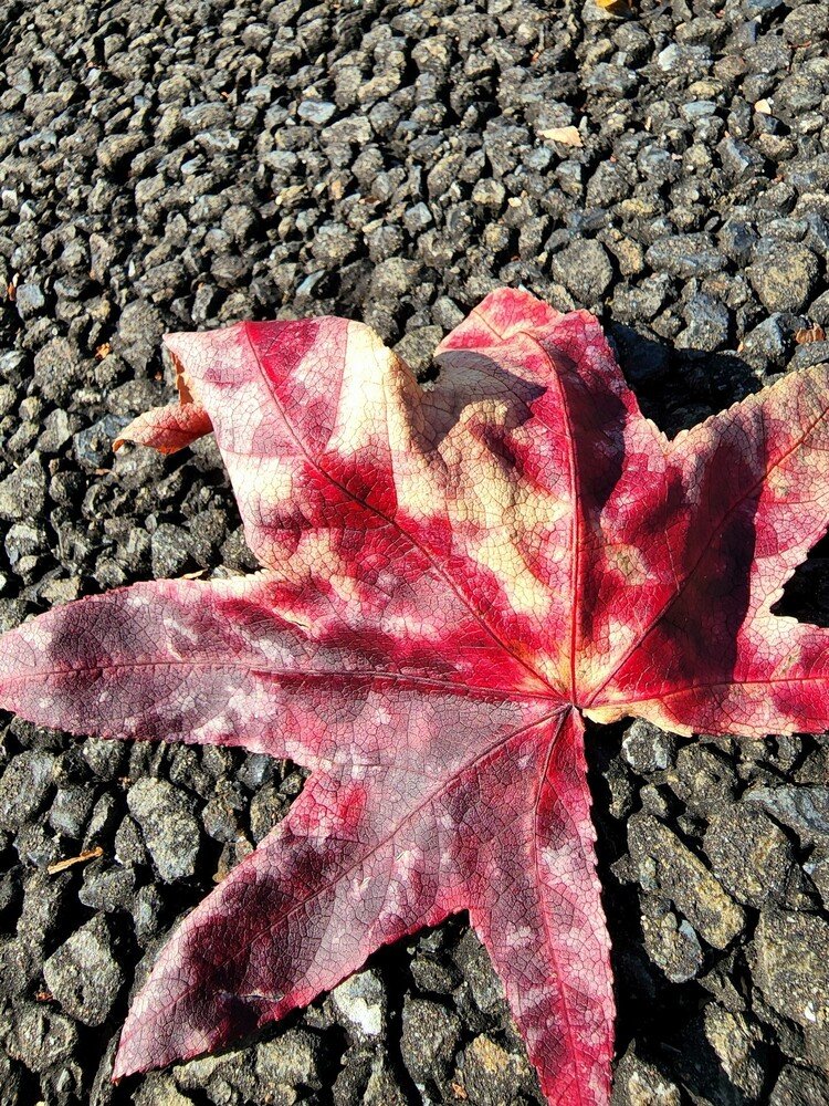 肉が落ちてる、みたいな道。
ナハハハ。
樹々は着々と季節を進んでおりますね。

おはよーございます。
秋を！


#sky #autumn #leaf #love #moritaMiW #空 #秋 #モミジバフウ #佳い一日の始まり 