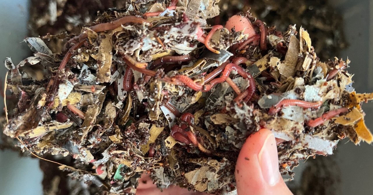 ミミズコンポスト ミミズコンポスト・vermicompost 開始！ – Can of Good Goodies