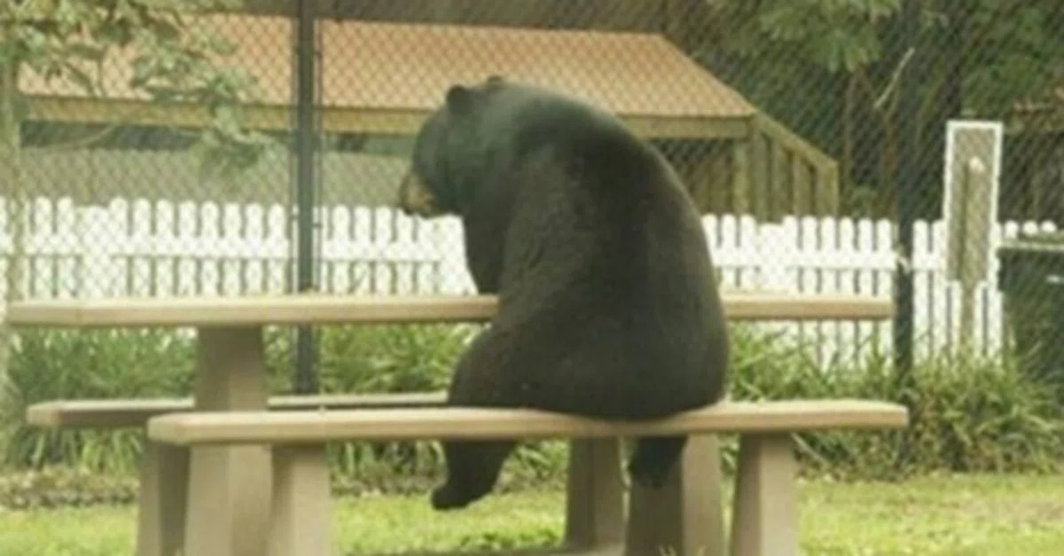 èŠåºãç»å