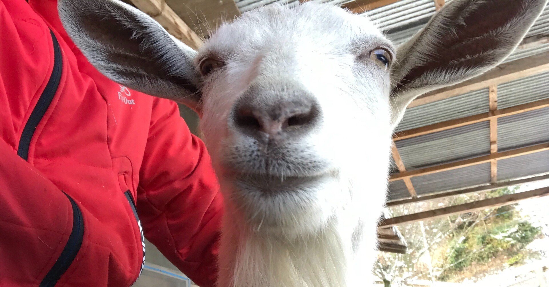 なぜヤギと暮らすのか？｜広瀬浩二