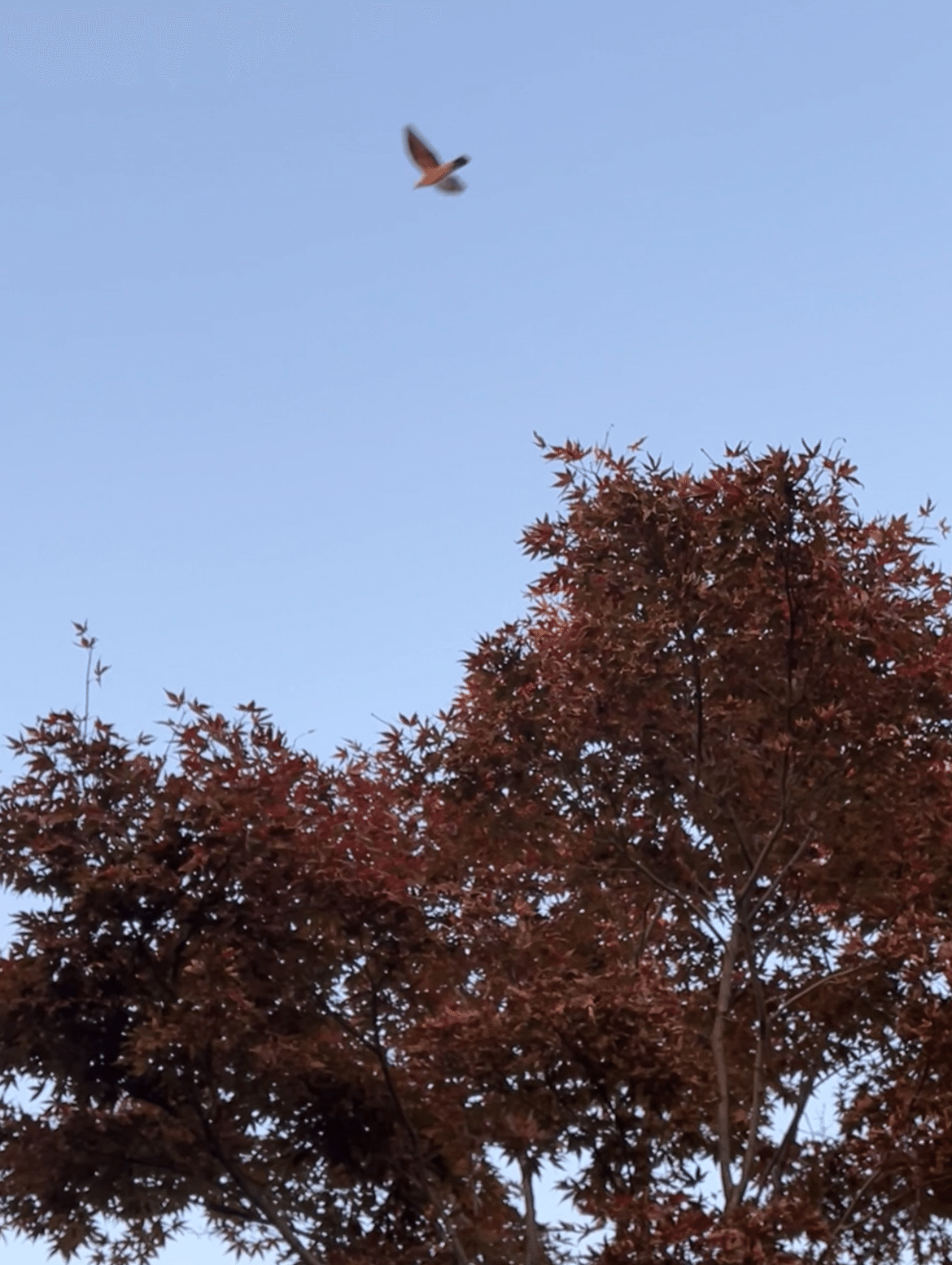 モミジです。 202011010095_sns_img_A_320x240