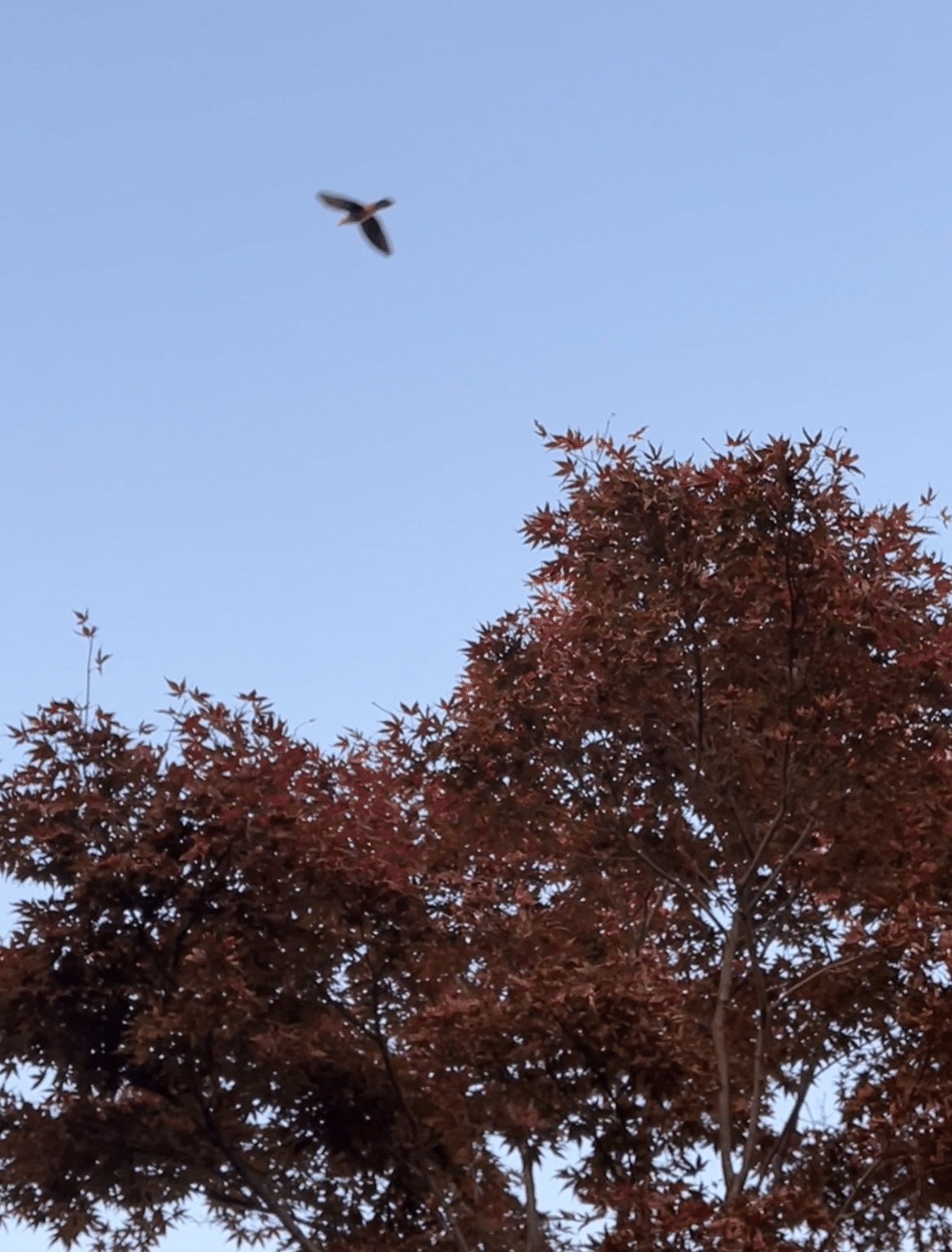 モミジです。 えぇ〜と。🍁モミジさん❓それとも楓さんですか⁉️📚s｜まるまる