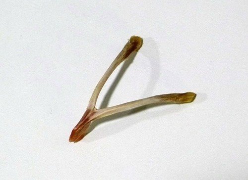 願いを叶えるお守り ウィッシュボーン Wishbone 星マリア 占い界の傾奇者 Note 願いを叶えるお守り ウィッシュボーン Wishbone 星マリア 占い界の傾奇者 Note