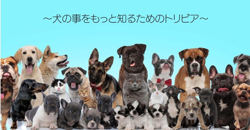 四国犬 の新着タグ記事一覧 Note つくる つながる とどける
