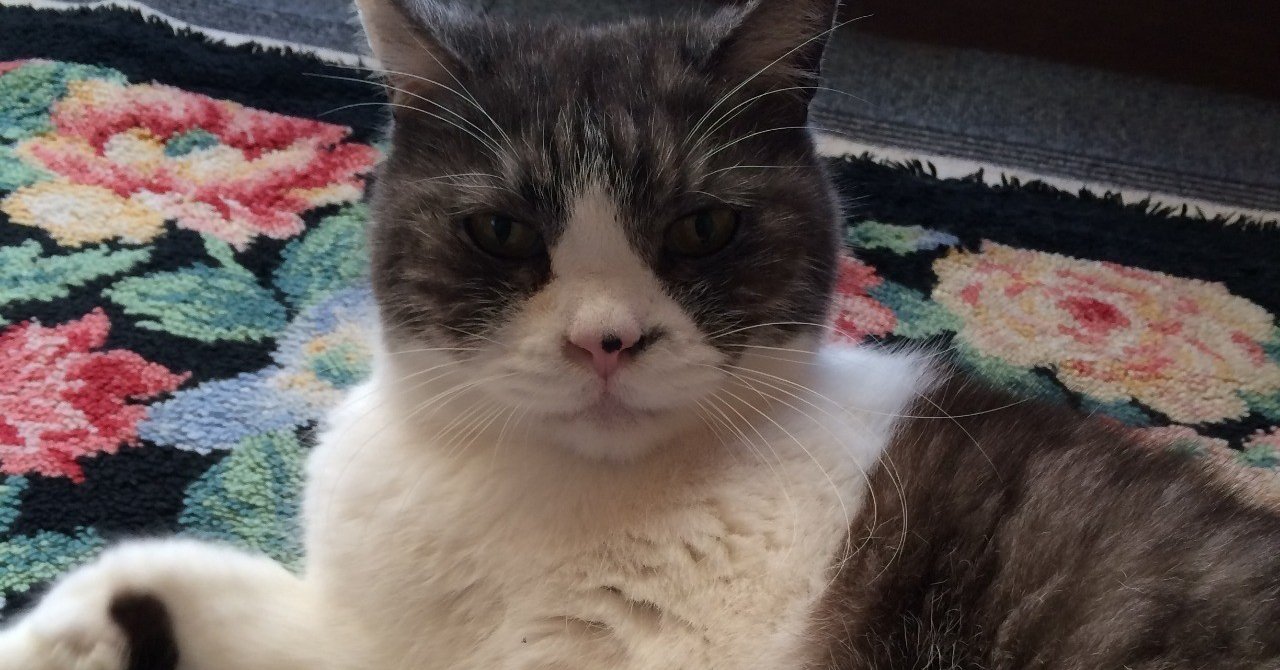 家猫が20年生きて死ぬとき カズカズ Note