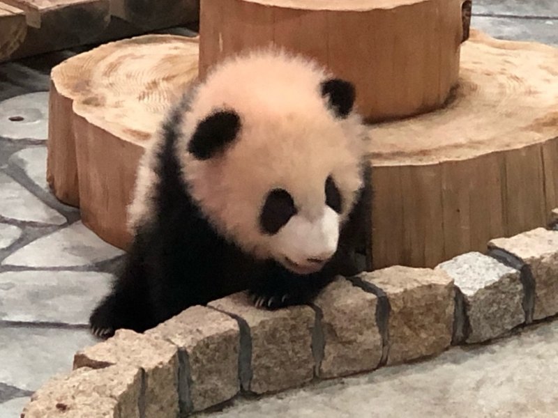 アドベンチャーワールドに行くと 関東の動物園の常識が根底からくつがえる 徳力基彦 Tokuriki Note