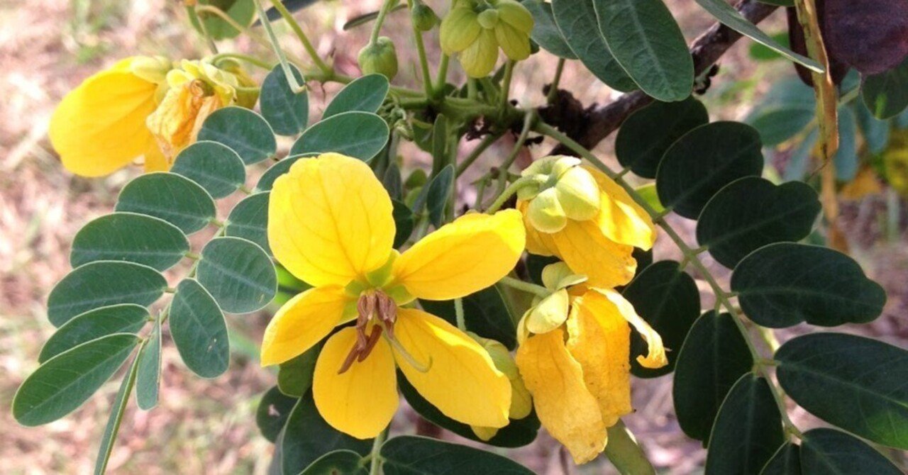 ガーナ留学ブログの写し モクセンナの話 佐々木暁洋 Note