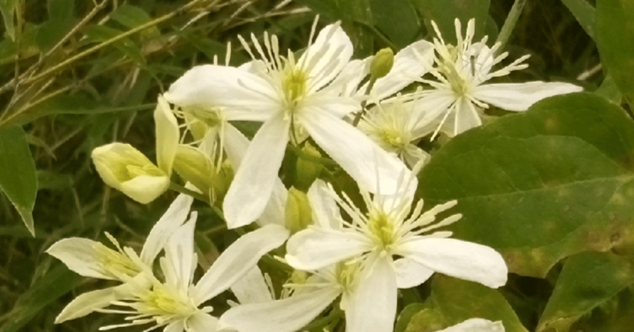 仙人草、センニンソウの白い花と白いヒゲ｜歓怒（かんど）