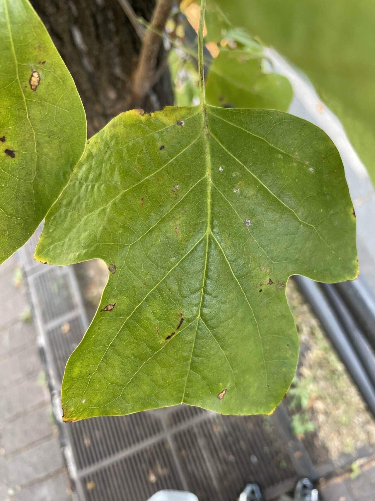 四ツ谷 ユリノキの紅葉 花と日々 Yas Note 四ツ谷 ユリノキの紅葉 花と日々 Yas Note