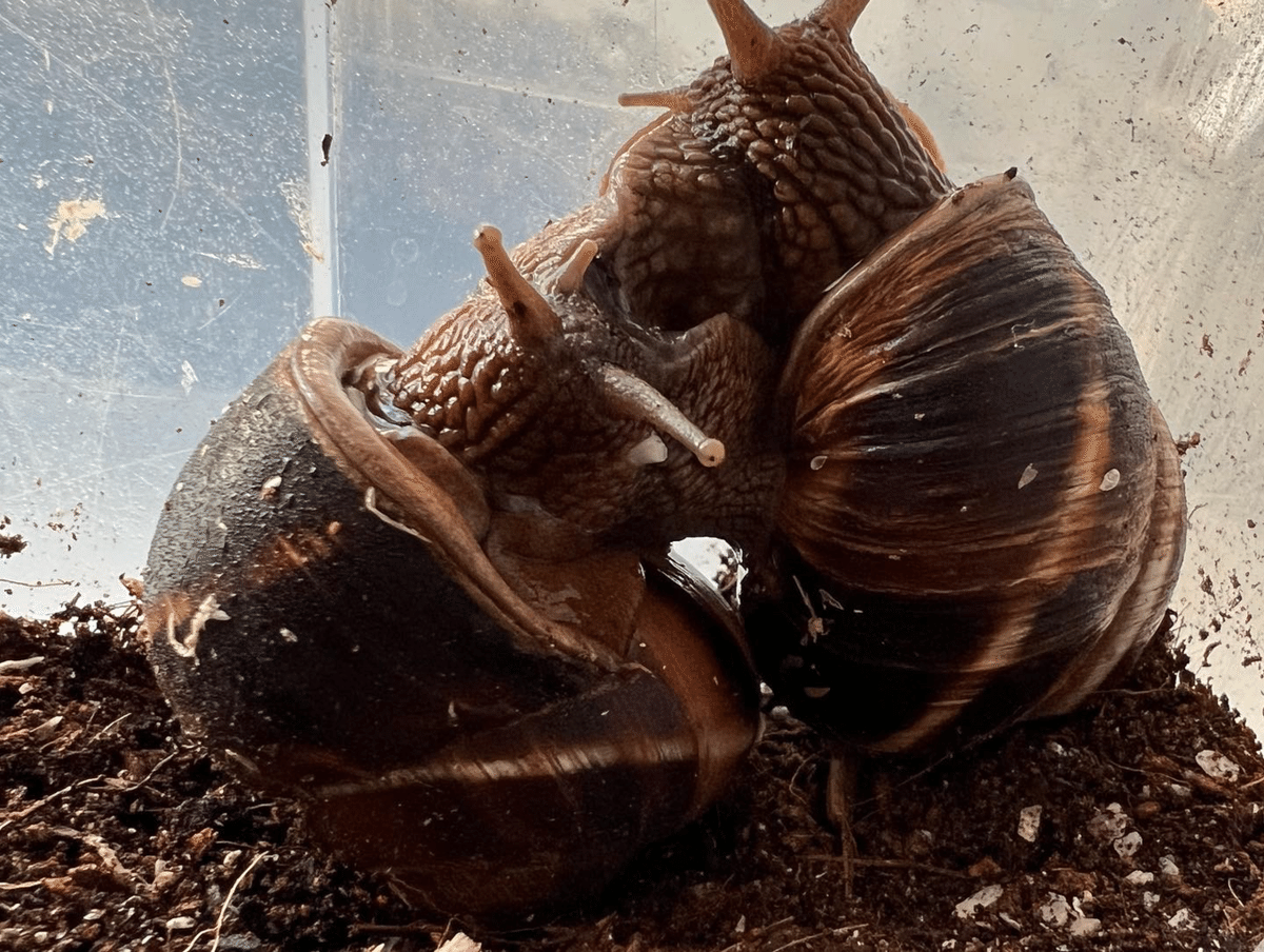 Helix Lucorum｜ENSiS/かたつむりまみれ