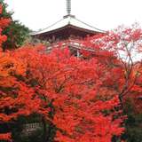 清水寺だより