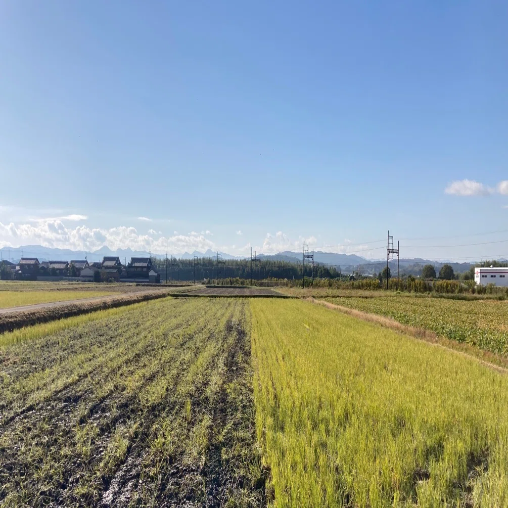 ゼロから始める伊賀の米づくり38:湿地化しつつある田んぼを秋起こし